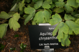 Aquilegia chrysantha RCP5-2012 208.JPG